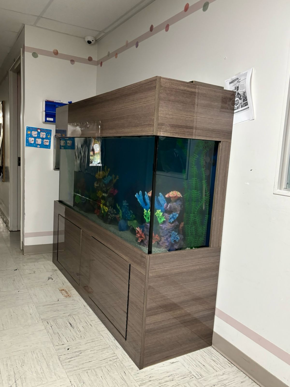 Large wooden cabinet aquarium with colorful decorations installed in school hallway Brooklyn